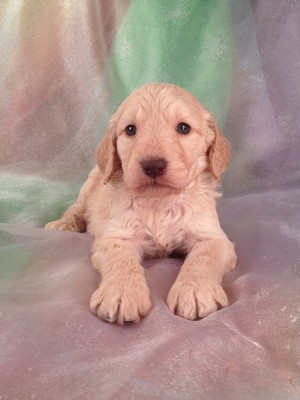 Goldendoodle puppies for sale in Atlanta Georgia are hard to find at fare Prices|Purebredpups ships for $150|Male Goldendoodle Puppy #22